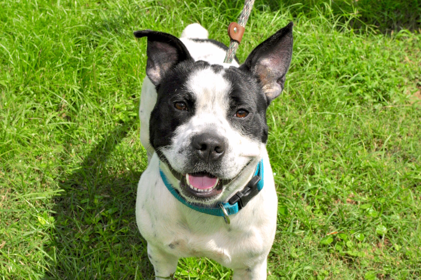 Adopt-a-pet: Sept. 20